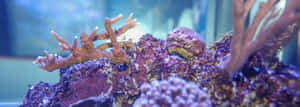 水族箱中色彩繽紛的珊瑚和岩石，帶有藍色燈光。 — 超寬螢幕 壁紙