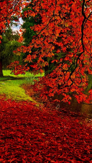 紅色秋葉懸掛在池塘上方，落葉覆蓋了地面。 — 秋天 壁紙