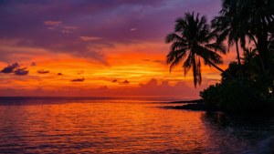 棕櫚樹在平靜的海面上，以火熱的橙色和紫色夕陽為背景形成剪影。