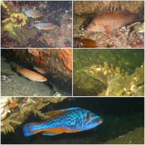 色彩繽紛的隆頭魚在清澈的海水中於珊瑚和岩石間游動。 — 水下 壁紙