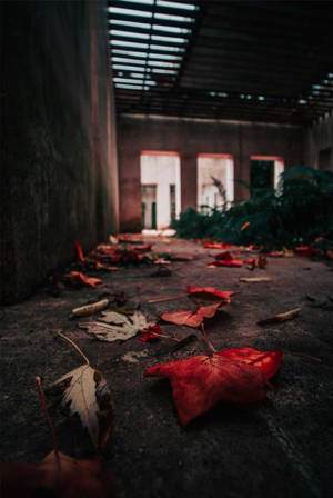 廢棄建築物內裂開的混凝土地板上的紅色秋葉。