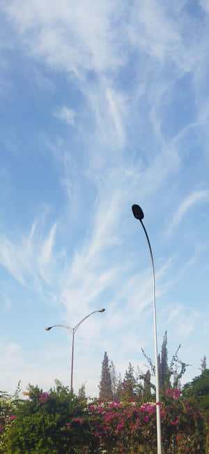 兩盞路燈高高矗立在開花灌木之上，藍天白雲。