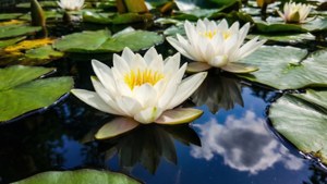 白色睡蓮，黃色花心，在綠色荷葉上，倒映著多雲的天空在池塘水中