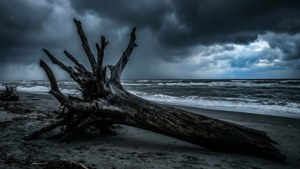 暴風雨海灘上的漂流木，伴隨著烏雲和拍岸的浪花。
