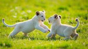 兩隻白獅幼崽在陽光明媚的草地上嬉戲地互相撲擊。