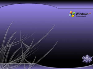 Windows XP Professional標誌在紫色漸變背景上，帶有銀色草設計。