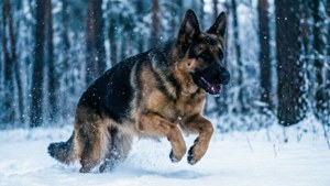 德國牧羊犬在飄雪的森林中奔跑