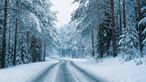冬季，一條雪路蜿蜒穿過白雪覆蓋的松樹林。
