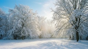 冬季森林中白雪覆蓋的樹木，陽光透過光禿的樹枝照射進來。