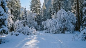 積雪的松樹排列在森林小徑兩旁，背景是花崗岩懸崖，在明亮的陽光下。