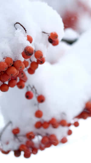 冬日樹枝上積雪的紅色漿果 — 冬日美學 壁紙