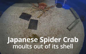 日本蜘蛛蟹在沙質水族箱底部脫殼 — 1280x800 壁紙