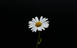 一朵白色雛菊，黃色花心，黑色背景