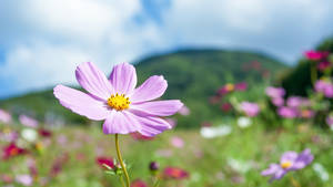 田野中一朵紫色大波斯菊，背景是綠色山丘和藍天。