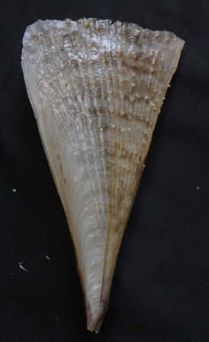 深色布料上半透明扇貝貝殼的特寫。 — Redmi Pad 壁紙