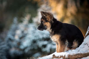 德國牧羊犬幼犬坐在雪覆蓋的木頭上於冬季森林