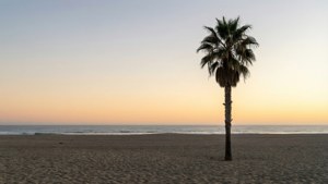 夕陽下的沙灘上，一棵棕櫚樹，伴隨著溫柔的海浪和色彩繽紛的天空。