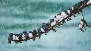燕子棲息在雪枝上，下方是冬季暴風雨中湍急的河流 — 雨 壁紙