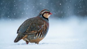 一隻鷓鴣在冬季森林的降雪中站在雪地裡。