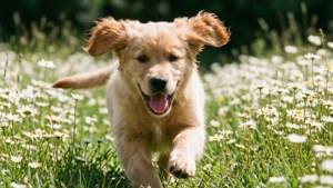 金毛尋回犬幼犬在陽光明媚的日子裡跑過雛菊田。