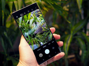 手持智能手機拍攝茂盛的綠色植物 — Samsung S23 Ultra 壁紙