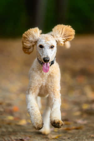 一隻快樂的奶油色貴賓犬伸舌頭跑過秋葉。 — 2:3 壁紙
