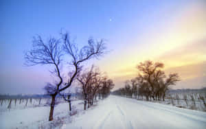 日落時分，葡萄園中光禿禿的樹木排列在積雪的道路兩旁。 — 2880x1800 壁紙
