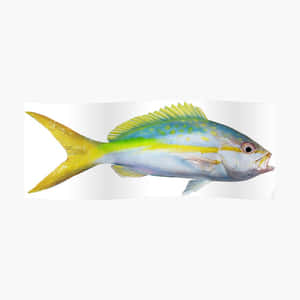 一條色彩繽紛的黃尾鯛魚，帶有藍色和綠色的標記。 — 簡潔 壁紙