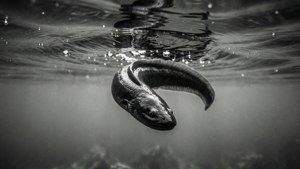 一張黑白照片，拍攝了一條鰻魚在水中游泳，伴有漣漪和氣泡。