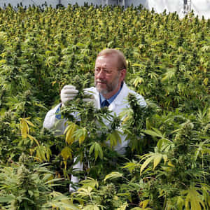 身穿實驗室外套的科學家在室內種植室檢查大麻植物。 — 食草 壁紙