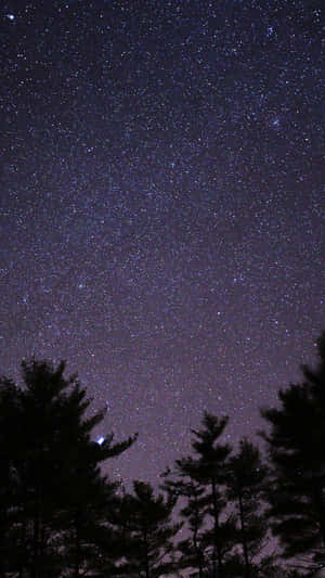 在可見銀河的星空夜空背景下，松樹的黑暗剪影。 — 夜空 壁紙