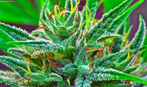 大麻植物的特寫，帶有霜狀毛狀體和橙色雌蕊。 — 食草 壁紙