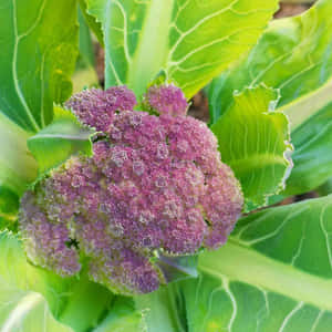 花園中的紫色椰菜花和綠葉 — 1:1 壁紙
