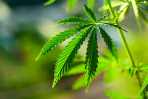 自然陽光下帶鋸齒邊緣的大麻葉特寫。 — MacBook Air 13 壁紙