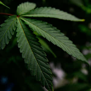 一片細節豐富的綠色大麻葉，邊緣呈鋸齒狀，葉脈清晰可見。 — 食草 壁紙