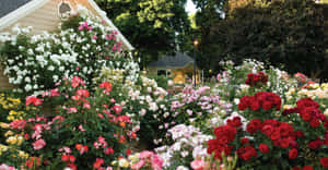 一個鬱鬱蔥蔥的花園，在房子和涼亭附近開滿了紅、粉紅、白色的玫瑰。 — 花園牆外 壁紙