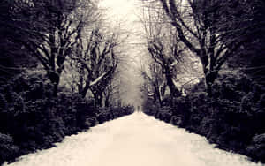 一個人獨自走在冬日森林的雪徑上。 — 道路 壁紙