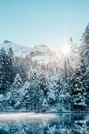 積雪的松樹和山脈倒映在晴朗陽光下的平靜湖面上。