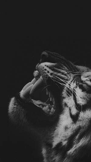 一張黑白照片中，老虎張開嘴巴咆哮。 — 黑白 壁紙