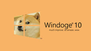 Windows 10標誌惡搞，窗格中有一隻柴犬的臉。 — 小狗 壁紙