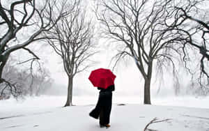 手持紅色雨傘的人在雪地公園中行走，周圍是光禿的樹木