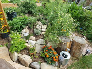 一個充滿活力的花園，有橙色萬壽菊、白色雛菊和綠色植物，周圍環繞著岩石和圓木。 — 4:3 壁紙