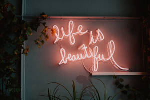 粉紅色霓虹燈牌寫著 life is beautiful，被綠色植物環繞在灰色牆上。 — 玫瑰金風格 壁紙