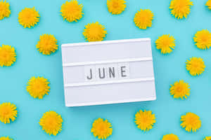 白色燈箱上JUNE被黃色蒲公英環繞，背景為綠松石色。 — 夏日氣息 壁紙
