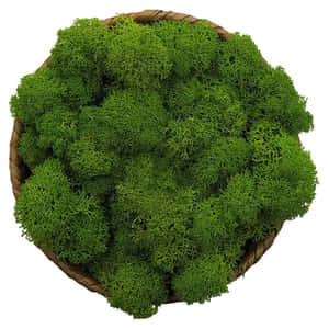 一個裝滿蓬鬆綠色馴鹿苔蘚的編織籃子。