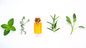 精油瓶被新鮮薄荷、百里香、迷迭香和鼠尾草包圍在白色背景上 — 簡潔 壁紙