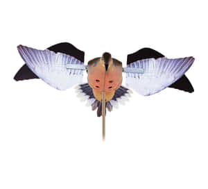 一個塑膠狩獵鴿子誘餌，翅膀展開，安裝在棍子上。 — 螢幕保護 壁紙