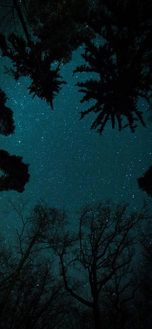 透過森林樹冠和樹木剪影看到的星空夜空。