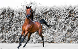 一匹栗色馬，擁有黑色鬃毛和尾巴，在單色樹籬前奔馳。 — 馬 壁紙