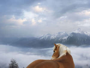 一匹馬透過雲海俯瞰雪山。 — 馬 壁紙